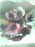 begonia rex